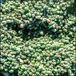 Calabrese Broccoli seeds