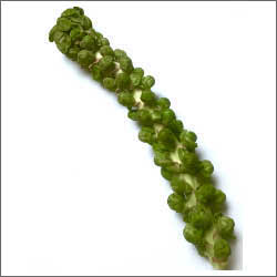 Catskill Brussel Sprouts seeds