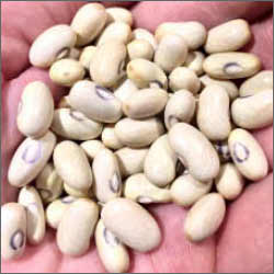 Hutterite Soup Bean seed