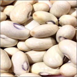 Hutterite Soup Bean seeds