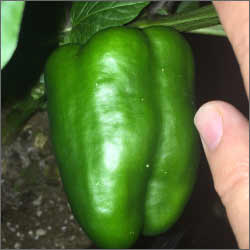 King of the North Pepper seed