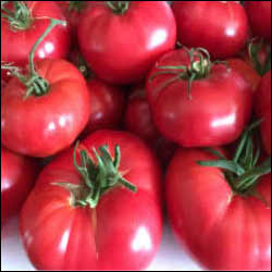 Brandywine Beefsteak Tomato Seed