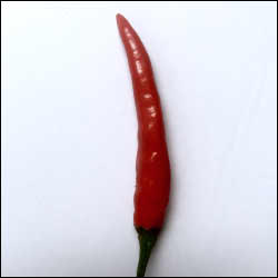 Thai Hot Chili Pepper