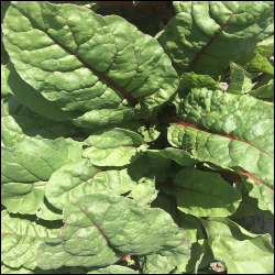 Ruby Red Chard seed