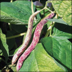Dragon Langerie Bush Bean