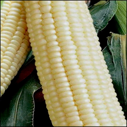 Luther Hill White Sweet Corn