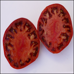 Cherokee Purple Beefsteak Tomato