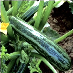 Cocozelle Zucchini seeds