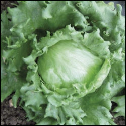 Great Lakes 118 Lettuce seeds