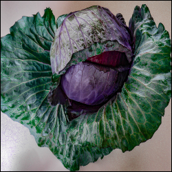 Mammoth Red Rock Cabbage seeds