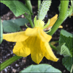Marketmore 76 Cucumber seed
